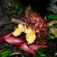 Zingiber pseudopungens