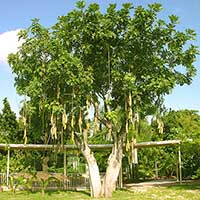 The Sausage tree with a new crop of fruit