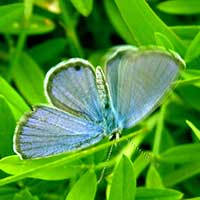 Ceraunus Blue Butterfly