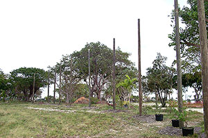 Building a new jungle, the first phase