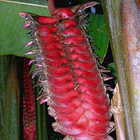 The Hummingbird polleniated Heliconia mariae