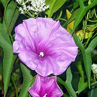 Ipomoea sagittata, one of the native plants growing in Parrot Jungle Island’s Everglades exhibit