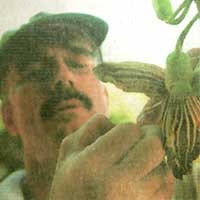Jeff
Shimonski, Parrot Jungle's chief
of horticulture, pollinates a sausage
tree. He's in charge of transplanting
the jungle environment.