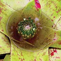 Bromeliad