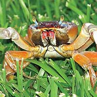 Crab