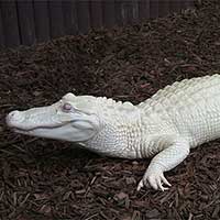 Albino Alligator