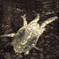 Two-spotted Spider Mite on Red banana