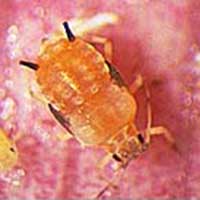 Adult aphid showing the two spicules where excess honeydew is exuded