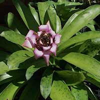Wittrockia cyathiformis