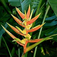 Heliconia angusta cv. Orange Christmas