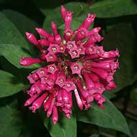 Cestrum elegans photographed at Parrot Jungle Island, Miami Florida