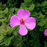 Monochaetum vulcanicum is endemic to Costa Rica and found up to 3,000 m altitude. This photo was taken near the crater of Volcan Poas.