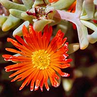 This Mesembryanthemum nodiflorum was photographed in a private garden in Sharm El Sheikh, Sinai, Egypt. From South Africa, this salt tolerant plant has the potential to become invasive in tropical
pastures worldwide.
