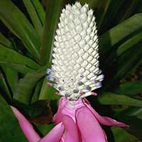 A female inflorescence of Aechmea mariae-reginae, one of the few dioecious bromeliads. I collected the ancestor of this plant near Puerto Viejo de Sarapiqui, Costa Rica in 1976.