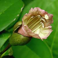 Black Calabash, Amphitecna latifolia flower showing the pistil closed after being pollinated