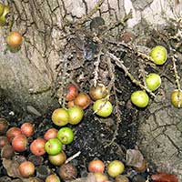 Ficus sur with cauliflorous and geocarpic fruit