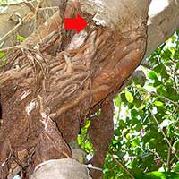 Bo Tree (Ficus religiosa) arrow indicates 5 yr old compression damage from a tree strap. Aerial roots on the Bo tree began to grow over the damage two years ago and are now being trained to a pole to create an extra trunk for stabilization during hurricanes.