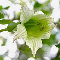 A flower of Parmentiera aculeata, Cuajilote