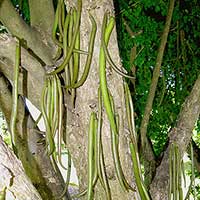 A fruit of Parmentiera cereifera, Palo de Vela