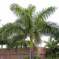 Some 50 foot tall Royal Palms at Jungle Island. This year Royal Palm bugs have not been a problem but the preceding two years had seen some of these palm infested.