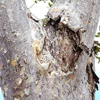 This arjuna tree (Terminalia arjuna) was moved two years ago, the arrow shows the resulting compression damage from tree straps.