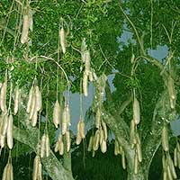 Kigelia africana, the Sausage Tree at Parrot Jungle Island