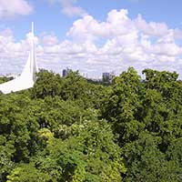 More than 100 tropical trees at Parrot Jungle Island were successfully relocated five years ago, including Bo tree (Ficus religiosa), kamani (Calophyllum inophyllum), and black olive (Bucida buceras). Some strap damage occurred, but pre- and post-planting care ensured successful establishment.