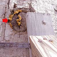 The arrow show the hole where a steel pin was inserted through the trunk of a kepoh tree (Sterculia foetida) two years ago. Also shown are nails that have been hammered into the tree to attach braces. Cambial dieback and rot are likely due to these deep holes in the trunk-a potential hazard tree even with the callus forming around the larger hole.