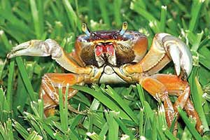Pest management