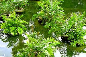 Islands in aquatic ecosytems