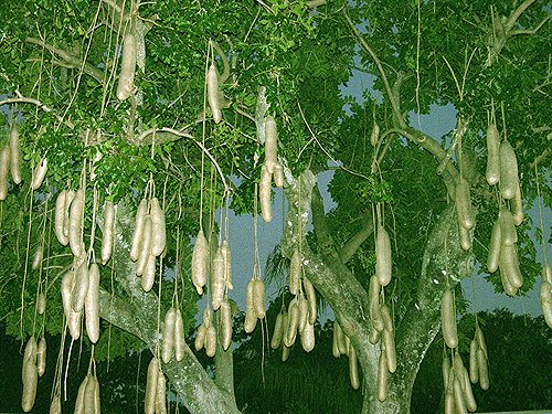 Kigelia africana, the Sausage Tree at Parrot Jungle Island