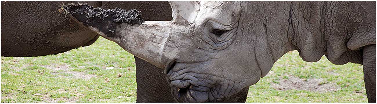 Rhinos