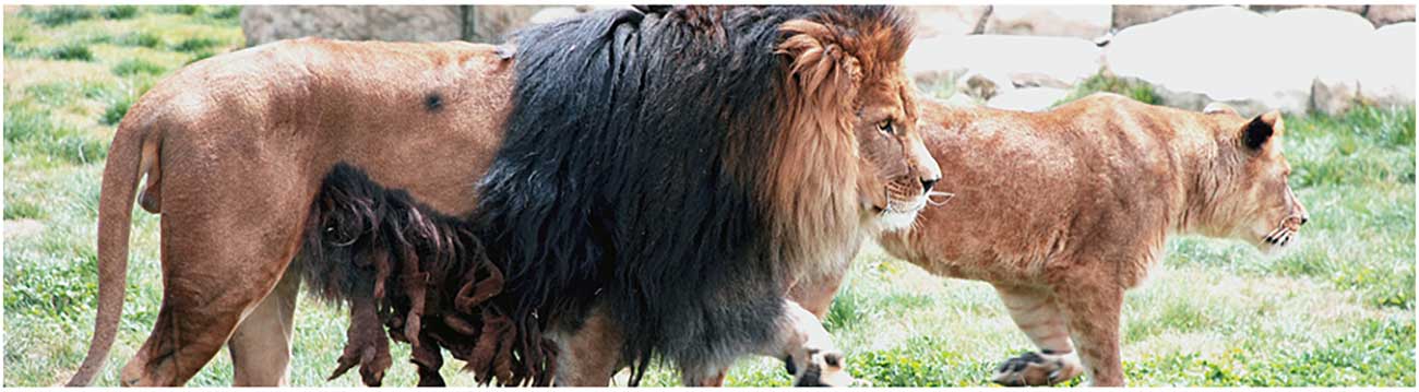 Lions